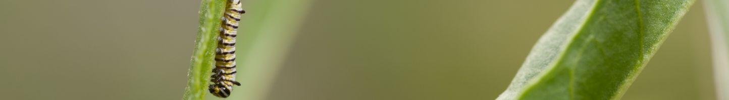 Banner Image - A monarch caterpillar on milkweed